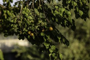 Thumbnail of featured artwork by members: Apricots